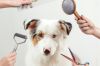THÔNG TIN DỊCH VỤ GROOMING