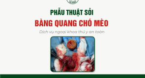 Phẫu Thuật Sỏi Bàng Quang Cho Chó Mèo – Dịch Vụ Ngoại Khoa Thú Y