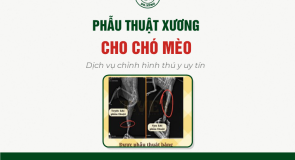 Phẫu Thuật Xương Cho Chó Mèo – Dịch Vụ Chỉnh Hình Thú Y Uy Tín