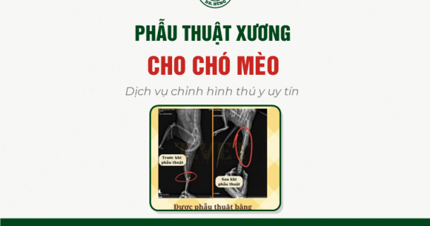 Phẫu Thuật Xương Cho Chó Mèo – Dịch Vụ Chỉnh Hình Thú Y Uy Tín