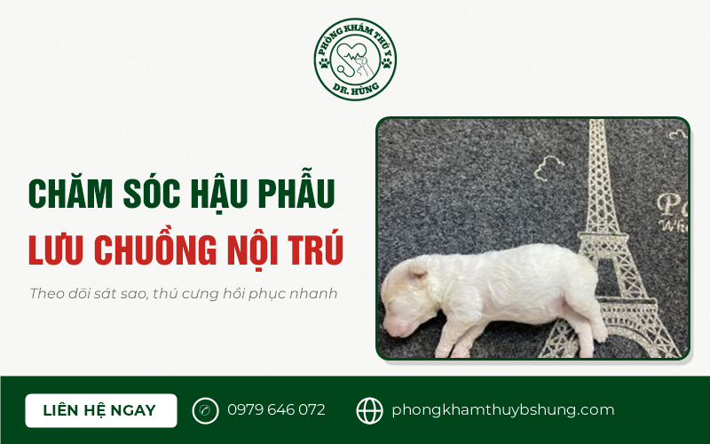 phẫu thuật sỏi bàng quang cho chó mèo